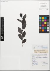 Foto von Salix myrsinifolia Salisb.
